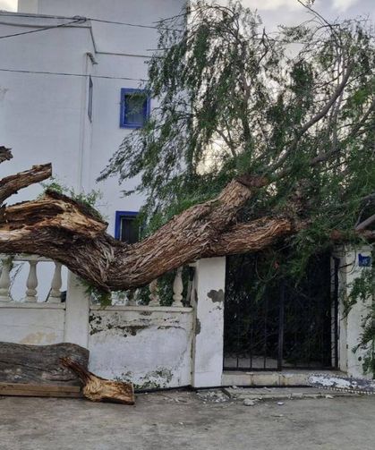 Muğla'da fırtına ağaçları devirdi