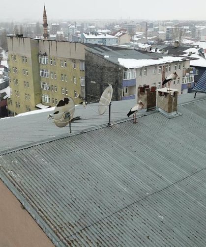 Ağrı'da kışın ortasında leylek sürprizi