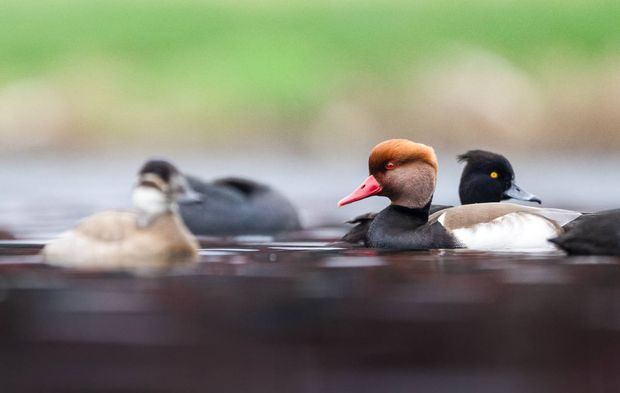 Bu güzel görüntüler Türkiye'de çekildi!