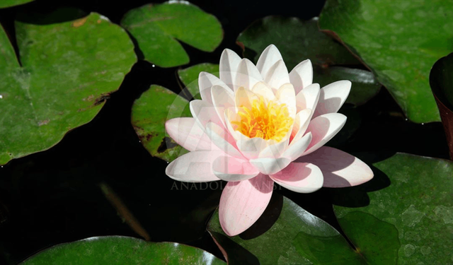 Havaların ısındığı Iğdır'da yaylalar çiçeklerle renklendi
