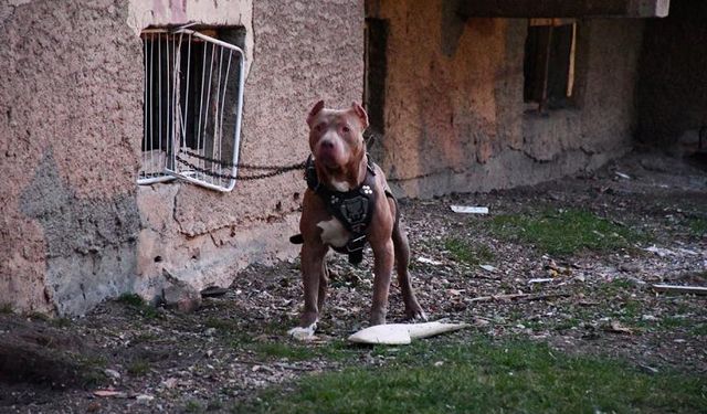 Yasaklı ırk köpek gezdiren kişiye 76 bin lira ceza