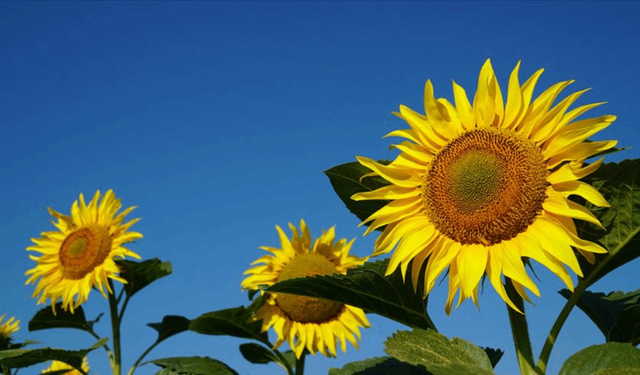 Edirne'de kuraklık ve sıcaklar bu yıl da ayçiçeğinde verimi düşürdü