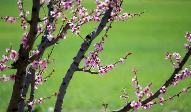 2026 Yılı İçin İlk Cemre Ne Zaman Düşecek?