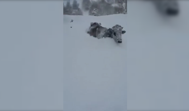 Görüntüler Türkiye'den! Dana boyu kar var