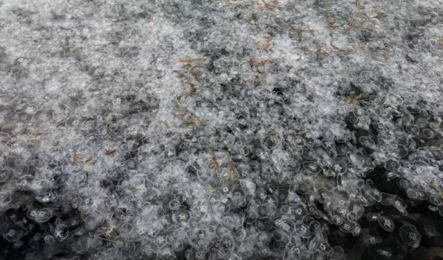 Sinop kıyılarında denizanası istilası