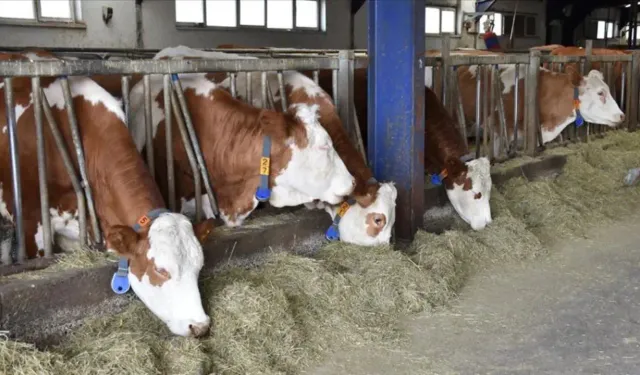 Samsun'da şap karantinası başlatıldı