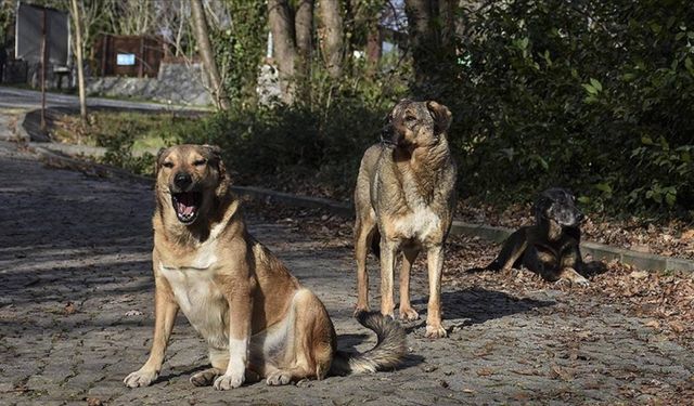 Köpeklerin saldırısında kızını kaybeden babadan yetkililere çağrı