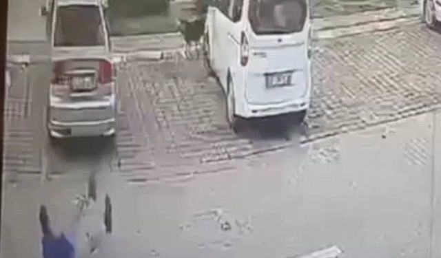 Başıboş köpeklerin saldırdığı 4,5 yaşındaki çocuk yaralandı