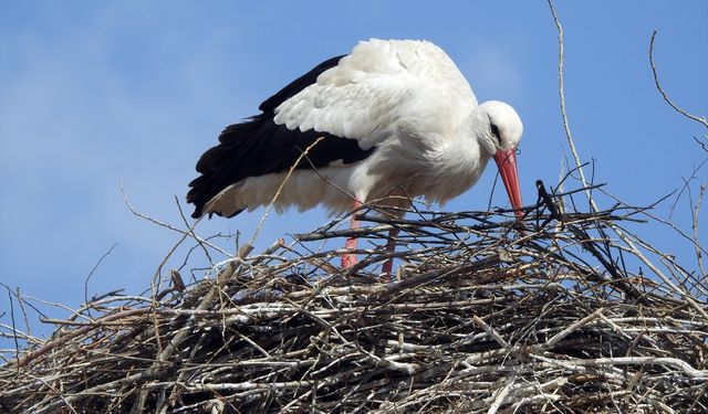 Baharın müjdecisi leylekler, karla kaplı Ardahan'a gelmeye başladı