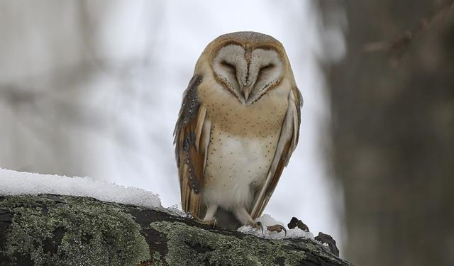 Amasya'da yaralı peçeli baykuş tedavi altına alındı