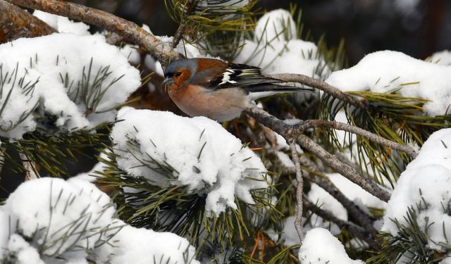 Kars, Ardahan ve Erzurum'da kar etkili oldu
