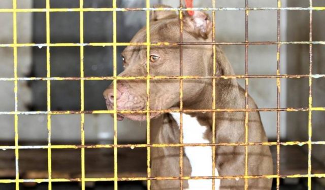 Köpeğin yaladığı kadın komaya girdi