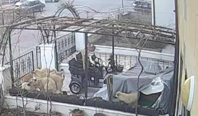 Başıboş köpekler şimdi de bir kediyi öldürdü