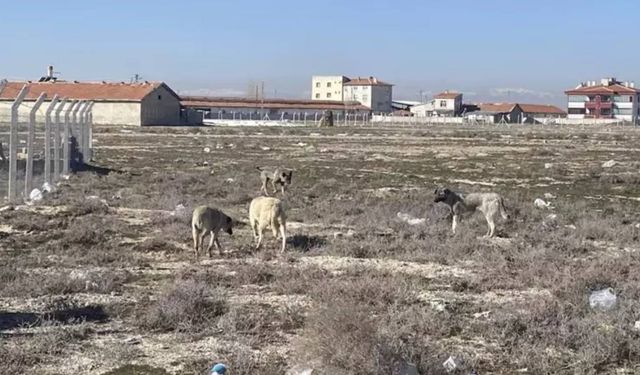 Konya'da bebeği parçalayan köpekleri kaçırdılar