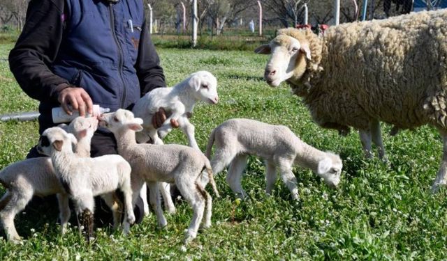 Koyun tek batında 5 kuzu doğurdu