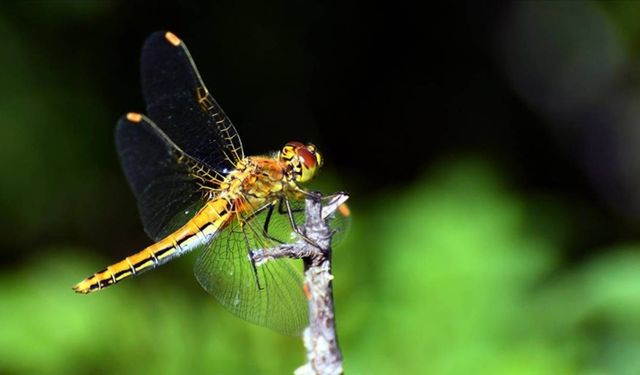 Iğdır'daki 38 yusufçuk türü tespit edildi