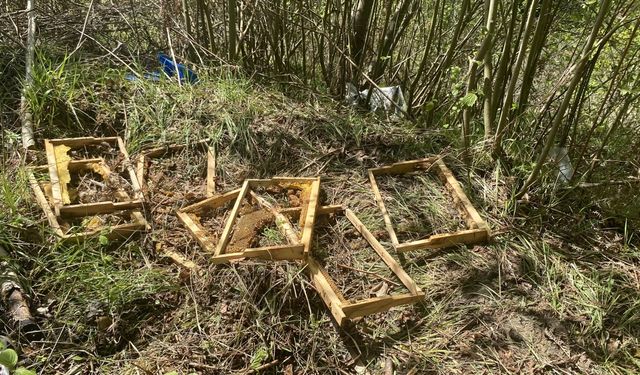 Sinop'ta ayılar arı kovanlarına zarar verdi
