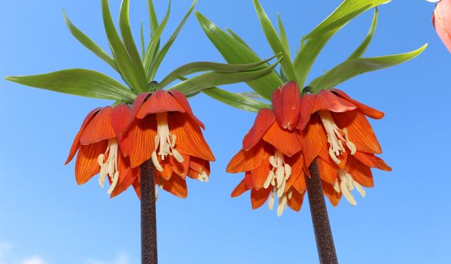 Şırnak'ta baharda açan ters laleler doğayı renklendirdi