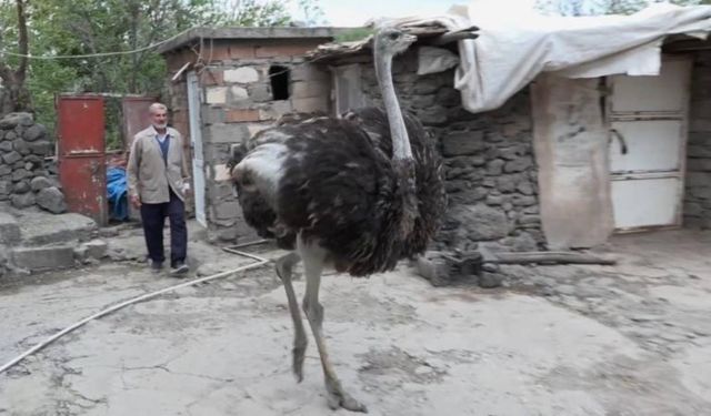 Firari deve kuşuna eş aranıyor