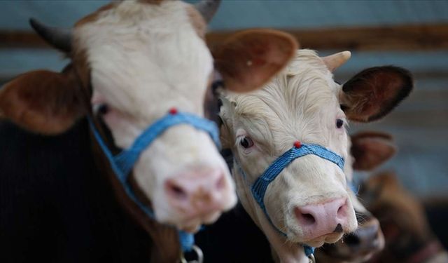 Sivas'ta şap karantinası