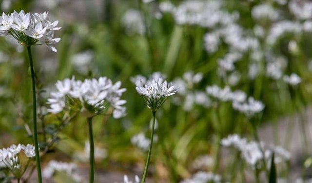 İklim değişikliği polen sezonunu erkene çekti