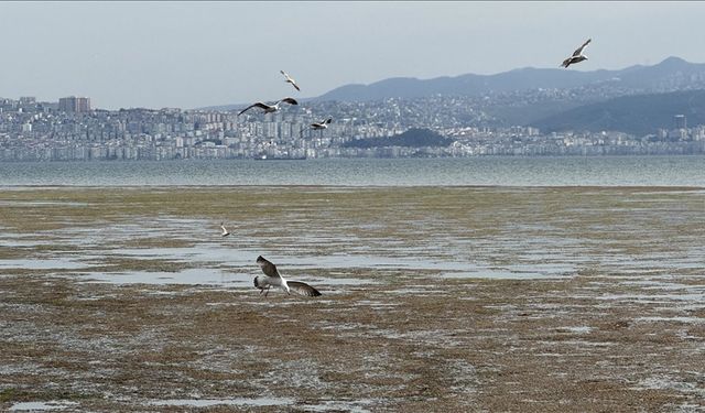 İzmir'de Bostanlı sahili yosunlara teslim