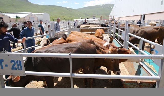 Doğu Anadolu'dan batıya yaklaşık 80 bin kurbanlık gönderildi