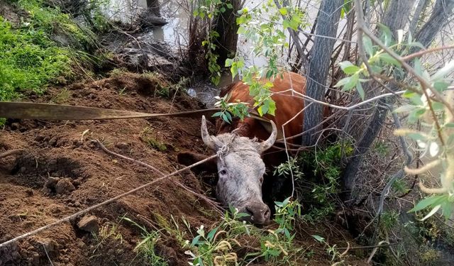 Erzincan'da nehir kıyısına düşen inek kurtarıldı