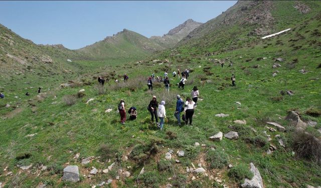 Hakkari'de ters lalelerin süslediği Şivişk Vadisi doğaseverleri cezbediyor