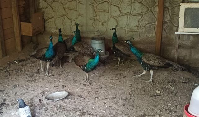 Sakarya'da bir evde 129 yaban hayvanı bulundu