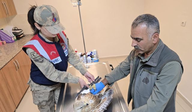 Şanlıurfa'da yaralı bulunan kartal tedavi altına alındı