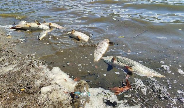 Kırklareli'nde gölette balık ölümleri inceleniyor