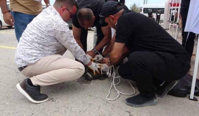 Malatya'da bir kadın pitbull saldırısına uğradı