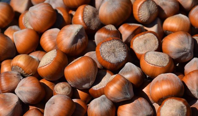 Samsun'da fındık hasadı başladı