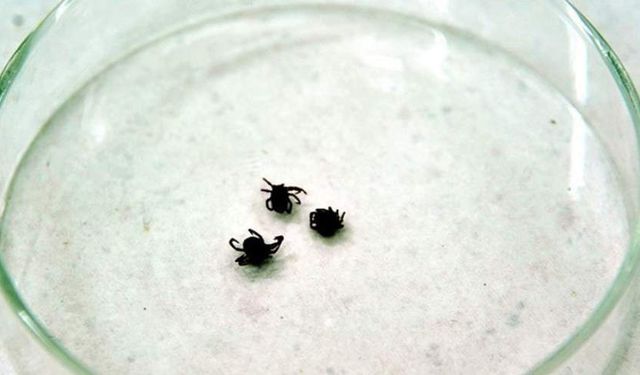 Sivas’ta KKKA’dan hayatını kaybedenlerin sayısı 8’e ulaştı