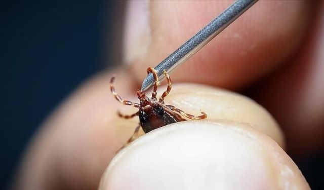 5 çocuk annesi kadın keneden öldü!