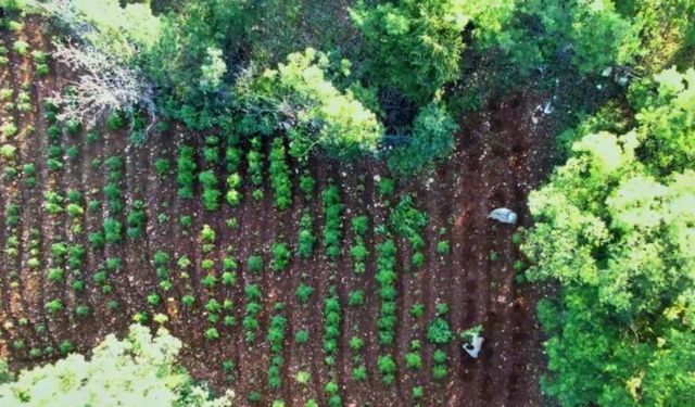 Diyarbakır'da 7 milyon 543 bin kök kenevir ve skunk ele geçirildi