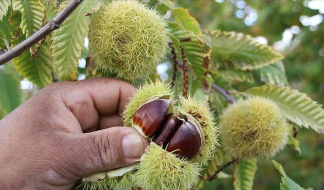 Samsun'da kestane zararlısı ile mücadele için doğaya faydalı böcek salındı
