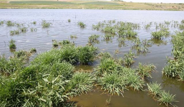 Kırklareli'nde balık ölümleri ilişkin inceleme başlatıldı