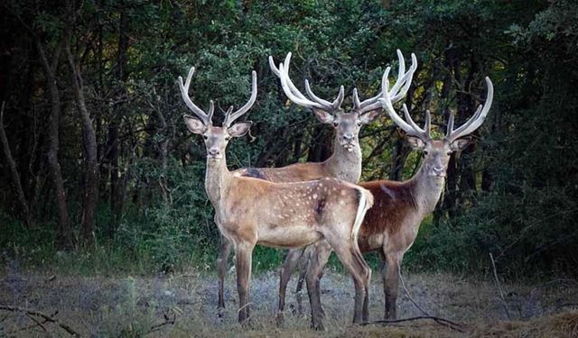 Ordu'da doğaya 4 kızıl geyik salındı