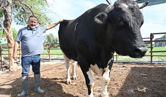 1,2 tonluk boğa alıcısını bekliyor