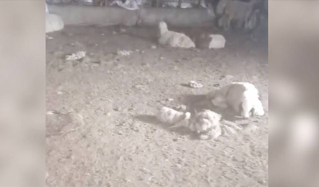 Başıboş köpeklerin saldırdığı 29 kuzu telef oldu