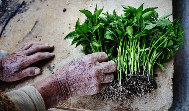 Malatya'da 1 milyon 850 bin sebze fidesi dağıtımına başlandı