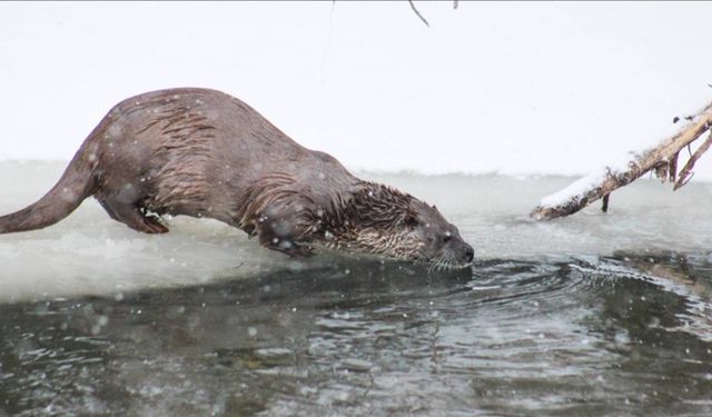 Tekirdağ'da denizde su samuru görüntülendi