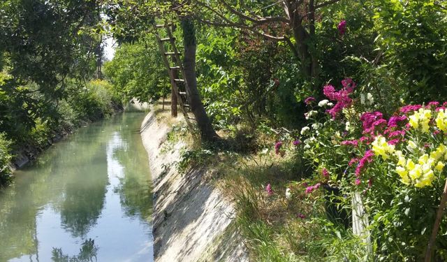 Yeşil Edremit kuruyor! 2800 yıllık Şamran suyu bağlara akmıyor ağaçlar tehlikede