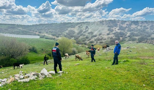 Yozgat'ta kaybolan büyükbaş hayvanlar jandarma tarafından bulundu
