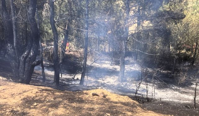 Bilecik'te ormanlık alan ve buğday tarlasında çıkan yangın kontrol altına alındı