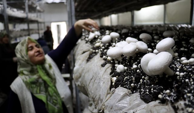 Gıda mühendisi oğlunun girişimiyle 53 yaşında mantar üreticisi oldu