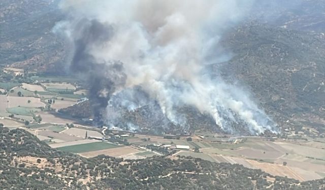 Aydın'da zeytinlik alanda yangın çıktı