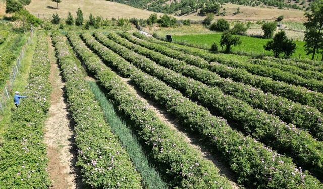 Isparta'nın yaylalarında gül hasadı sürüyor